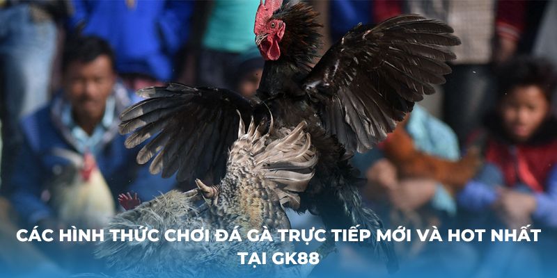 Các hình thức chơi đá gà trực tiếp mới và hot nhất tại GK88