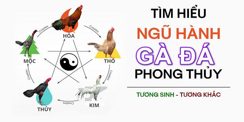 Ngũ hành tương sinh tương khắc của các chiến kê